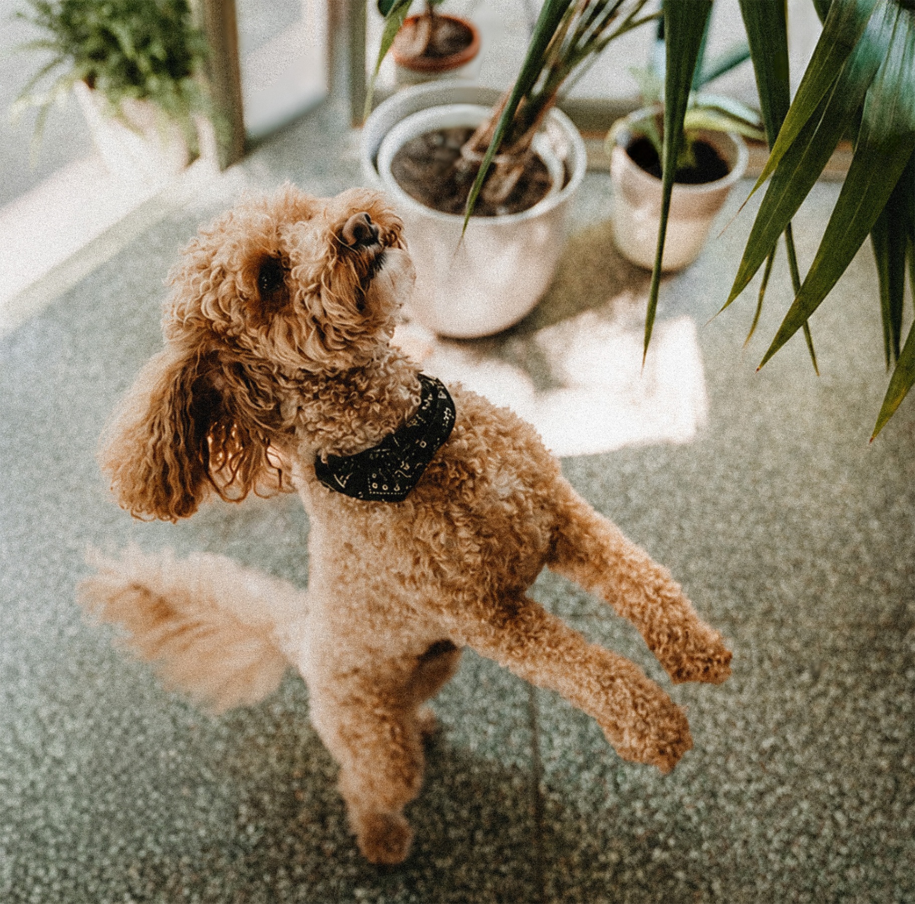 Dog
